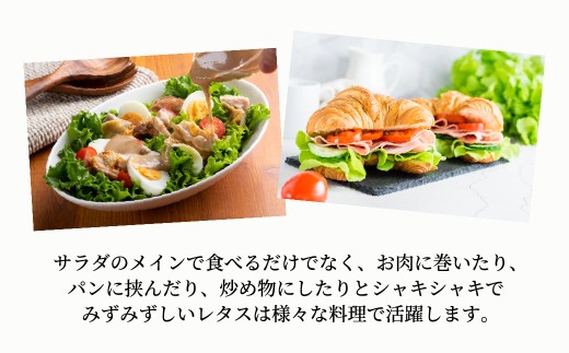 定期便3ヵ月】 ＜洗わず食べられる・室内水耕栽培＞ フリル