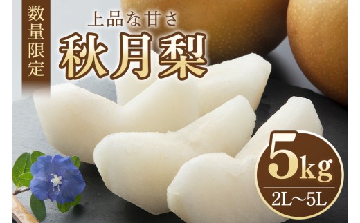 【数量限定・先行予約】 梨 秋月 5kg 2L～5L 9～16玉 なし ナシ あきづき アキヅキ 果物 フルーツ 国産 【9月10日～10月末発送予定】 70-D