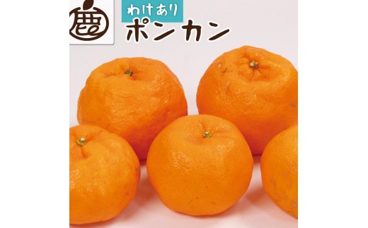 ［先行予約］家庭用 ポンカン10kg+250g（傷み補償分）［IKE258］