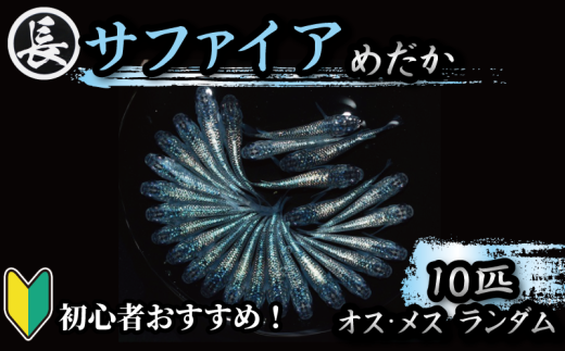 129-11 魚介 魚類 魚 サファイア オス・メス ランダム 10匹 めだか 飼育 初心者 おすすめ 水槽 インテリア 生物 鑑賞 美 静岡県 牧之原市 丸長 1227639 - 静岡県牧之原市