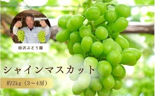[先行予約・数量限定]大粒シャインマスカット 約 2kg(3〜4房) 田沢ぶどう園 新潟県 五泉市 (2025年9月末以降順次発送)