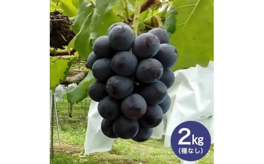 【 2025年 先行予約 】 藤稔 2kg ( 種なし ) 石田ぶどう園 3房 ～ 5房 ぶどう ブドウ 国産 果物 くだもの 大粒 葡萄 種無し フルーツ 2キロ 発送 秋 旬 品種 茨城県産 産地直送 産直 農家直送 冷蔵 茨城県 石岡市 (A02-014)
