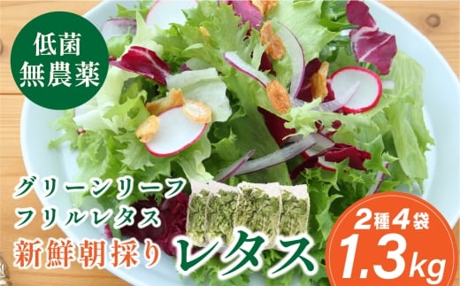 無農薬 朝採り フリルレタス グリーンリーフレタス 2種類 4袋 1.3kg　レタス 洗わずに食べられる 新鮮レタス  無農薬 野菜直送 フレッシュ サラダ用野菜 健康志向 産地直送  緑黄色野菜 新鮮 安心野菜 旬 低カロリー レタスボウル カロテン 兵庫県 丹波篠山