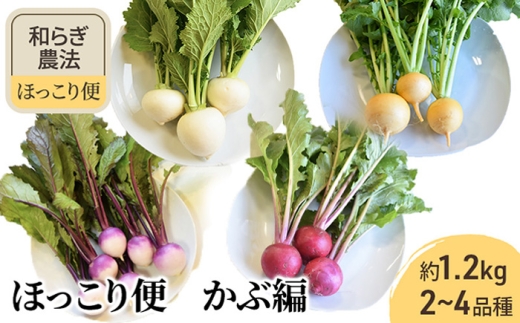 【2025年12月頃より順次発送】和らぎ農法　ほっこり便　かぶ編 栗東市 / 株式会社　ワダケン [BIBM009] 1120156 - 滋賀県栗東市