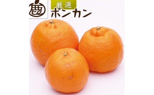 ［先行予約］厳選 ポンカン10kg+250g（傷み補償分）［IKE257］