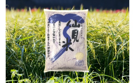 令和7年産 特別栽培米コシヒカリ 「仙見米」5kg 新潟県 五泉市 （有）川内ライスプラント 581535 - 新潟県五泉市