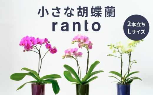 小さな 胡蝶蘭 2本立ち 鉢 付き 1鉢 ranto Lサイズ 飾るだけ 手軽 ミディー胡蝶蘭 花 お花 華 観葉植物 植物 コンパクト 小さめ 鑑賞 インテリア 贈答 記念日 ギフト プレゼント お祝い 祝い 誕生日 還暦 米寿 お歳暮 お中元 贈り物 母の日 千葉県 旭市 椎名洋ラン園 sye009