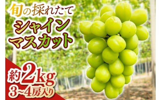 [ふるさとチョイス限定]＼数量限定/旬の採れたてシャインマスカット (3〜4房) 約2kg