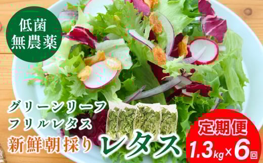 【 定期便 】 無農薬 朝採り フリルレタス グリーンリーフレタス  2種類 1.3kg　6回　レタス 洗わずに食べられる 新鮮レタス  無農薬 野菜直送 フレッシュ サラダ用野菜 健康志向 産地直送  緑黄色野菜 新鮮 安心野菜 旬 低カロリー レタスボウル カロテン 兵庫県 丹波篠山