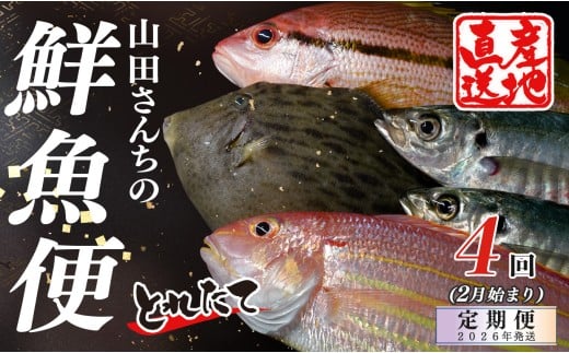 【定期便4回】山田さんちの鮮魚便（2月始まり）