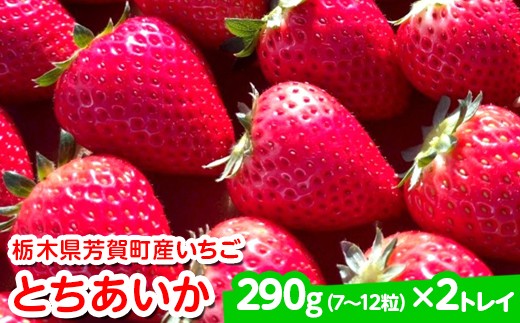[先行予約]栃木県芳賀町産いちご とちあいか290g(7〜12粒)×2トレイ | 果物 フルーツ いちご 苺 イチゴ とちあいか ブランド 期間限定 季節限定 旬 国産※2026年1月上旬〜4月下旬頃に順次発送予定