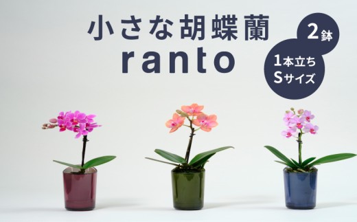 小さな 胡蝶蘭 1本立ち 鉢 付き 2鉢 ranto Sサイズ 飾るだけ 手軽 ミディー胡蝶蘭 花 お花 華 観葉植物 植物 コンパクト 小さめ 鑑賞 インテリア 贈答 記念日 ギフト プレゼント お祝い 祝い 誕生日 還暦 米寿 お歳暮 お中元 贈り物 母の日 千葉県 旭市 椎名洋ラン園 sye010