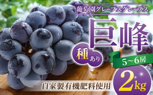 [葡萄園グレープスグレープス]種あり巨峰 約2kg(5〜6房)