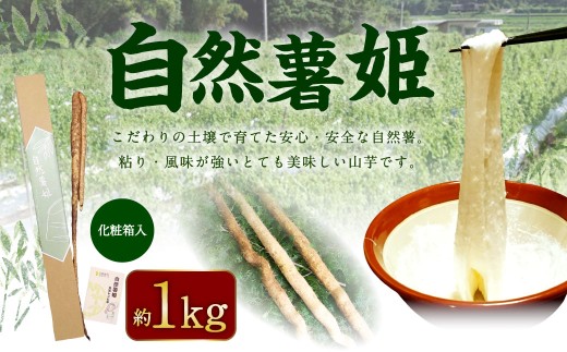 自然薯姫 (青果) 約1kg [発送不可期間:毎年4月下旬-11月上旬]