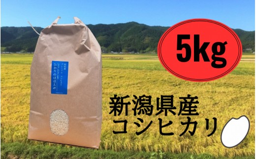  令和７年産新米 五泉産 コシヒカリ 精米 5kg (5kg×1袋) 新潟県 五泉市 株式会社蛇場農産 1448814 - 新潟県五泉市