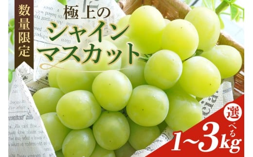[2025年 先行予約] シャインマスカット 数量限定 選べる内容量 1kg 2kg 3kg 農園直送 期間限定 果物 フルーツ ブドウ 葡萄 ぶどう 8月下旬以降発送 冷蔵 小美玉市 70-SKU-B