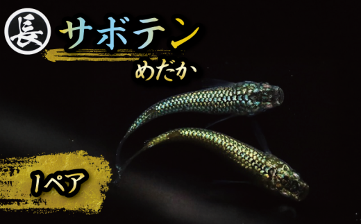 129-8 魚介 魚類 魚 サボテン 1ペア めだか 飼育 初心者 おすすめ 水槽 インテリア 生物 鑑賞 美 静岡県 牧之原市 丸長 735623 - 静岡県牧之原市