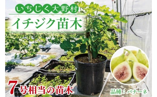 イチジク苗木7号ポット（バナーネ）【苗木 観葉 植物 いちじく 自宅 ポット茨城県 鹿嶋市】（KAE-10）