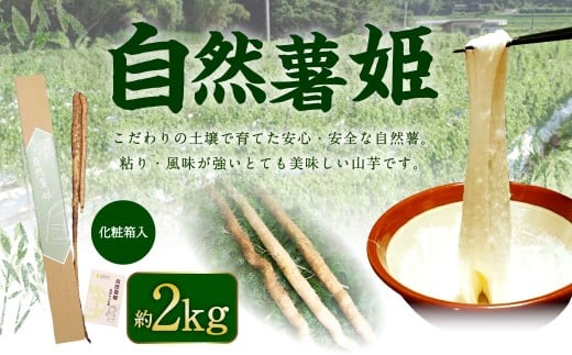 自然薯姫 (青果) 約1kg