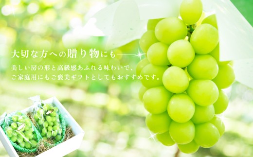 【農家の嫁】シャインマスカット（訳あり）6房約4kg 2025年 先行予約 】 シャインマスカット 2房 （ 約1.5kg ） 贈答