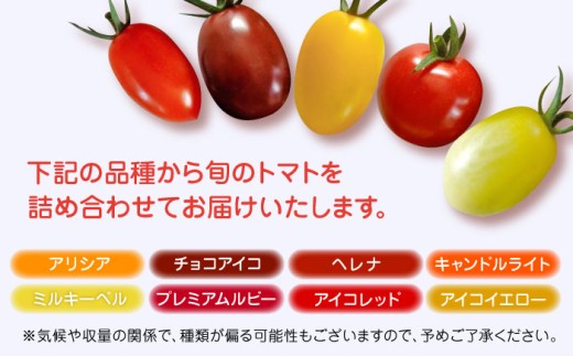 【期間限定】熊本県産 減農薬栽培 トマト ミディトマト 2.5kg 詰め合わせ 食べ比べ【矢仁田農園】