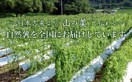 自然薯姫 （青果） 約1kg 