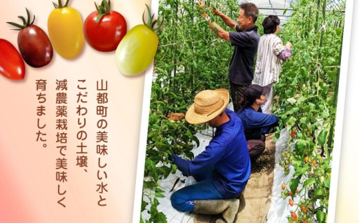 【期間限定】熊本県産 減農薬栽培 トマト ミディトマト 2.5kg 詰め合わせ 食べ比べ【矢仁田農園】