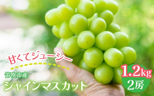 笛吹市産 シャインマスカット 1.2kg以上 (2房) 佐野農園 241-001|ふるさと納税 ぶどう シャインマスカット 笛吹市 国産 人気 期間限定 果物 フルーツ 旬 山梨県 送料無料