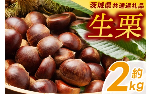 [先行予約][9月下旬より発送][茨城県共通返礼品]生栗 2kg (牛久市・常陸大宮市・つくばみらい市・大子町・美浦村産)(KCM-25)