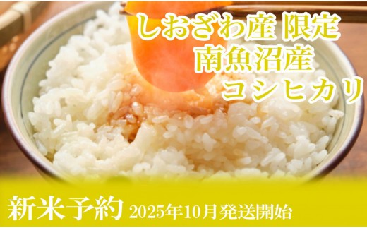 【新米予約・令和7年産】定期便6ヶ月:精米10kgしおざわ産限定 南魚沼産コシヒカリ【2025年10月上旬より順次発送予定】 2189524 - 新潟県南魚沼市
