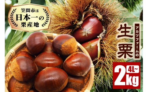 生栗 2kg 超特大 4Lサイズ以上 栗 くり 国産 国産栗 和栗 ギフト プレゼント 特大 大きい 大粒 メガマロン 秋 旬 おやつ スイーツ 果物 フルーツ 焼き栗 栗ご飯 栗きんとん 栗おこわ 栗生産量 日本一 いばらき 306611 - 茨城県笠間市