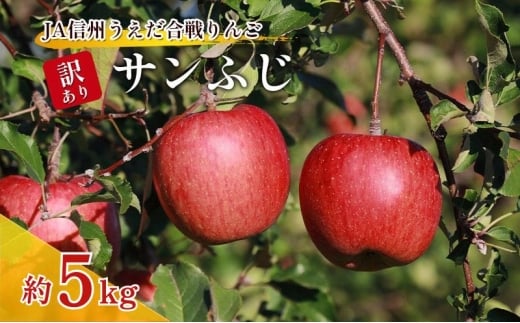訳あり りんご JA信州うえだ 合戦りんご サンふじ 約5kg（10玉～20玉） リンゴ 林檎 ふじ 果物 くだもの フルーツ 信州 長野 離乳食 訳アリ わけあり 傷[№5312-1383]