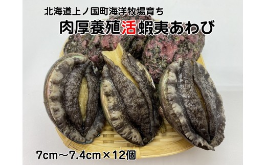 海洋牧場育ち養殖活蝦夷あわび（7㎝～7.4㎝×12個）　活アワビ　鮑　海鮮　産地直送　魚介類　海の幸　おせち　エゾアワビ　冷蔵　アワビ　BBQ　バーベキュー　蝦夷鮑 1519786 - 北海道上ノ国町