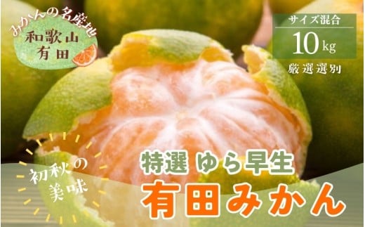 【初秋の美味】【10月~発送】特撰 ゆら早生有田みかん 10kg 【ard235】 2189893 - 和歌山県太地町