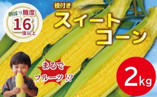 【先行予約】 とうもろこし スイートコーン 2kg 2026年4月より順次発送 朝採れ 採れたて 糖度 16度以上 ゴールドラッシュ ネオ 野菜 甘い コーン 産地直送 桃 ぶどう メロン に並ぶ 甘さ 朝採れ 糖度 生 野菜 スイートコーン 産地直送 バーベキュー BBQ コーン 旬