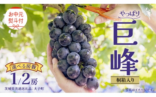[ 選べる 房数 ][ お中元 桐箱入り] 巨峰 1房 2房 [2025年8月上旬発送開始](茨城県共通返礼品:大子町) ぶどう 葡萄 ブドウ フルーツ 果物 スイーツ ギフト 贈答用 贈り物 プレゼント