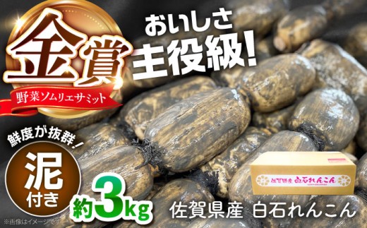 【令和7年10月以降発送】【金賞受賞！】松尾青果のこだわり白石れんこん 約3kg [IBD014] 2088561 - 佐賀県白石町