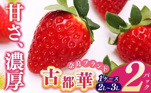 平群の古都華 2L～3Lサイズ （2パック 2ケース） 計4パック 辻本農園 | 果物 くだもの フルーツ 苺 イチゴ いちご ストロベリー 古都華 ことか 旬の品種 産地直送 奈良県 平群町 986574 - 奈良県平群町
