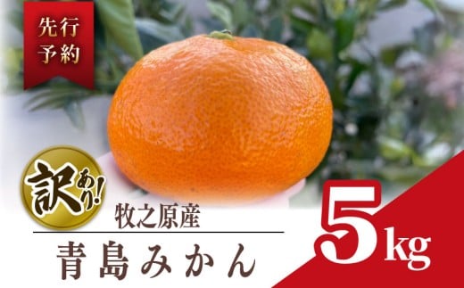 訳あり みかん 青島 みかん 約 5kg 先行予約 2025年 12月 下旬 から 発送 ミカン 蜜柑 柑橘 果物 フルーツ 数量限定 果汁 果実 農家 直送 ギフト 贈答 美味しい 国産 安心 minorien 牧之原市 静岡県