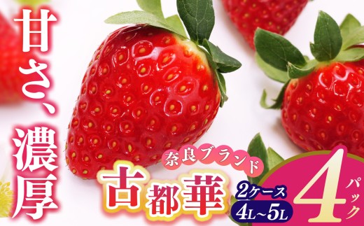 平群の古都華 4L～5Lサイズ （2パック 2ケース） 計4パック 辻本農園  | 果物 くだもの フルーツ 苺 イチゴ いちご ストロベリー 古都華 ことか 旬の品種 産地直送 奈良県 平群町 986576 - 奈良県平群町
