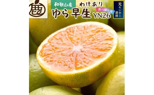 【先行予約】家庭用有田みかん サイズ混合(2S～2L) 10kg+250g  ※10月より発送(極早生) ※北海道・沖縄・離島への配送不可 / みかん 果物 フルーツ ミカン 和歌山 柑橘 早生みかん 有田みかん 有田【ikd211】 2191899 - 和歌山県古座川町