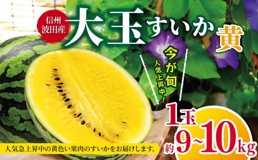 【先行受付：2026年発送】信州波田産　大玉すいか（黄） 1玉 約９～１０kg │ すいか スイカ 大玉 野菜 夏 果物 新鮮 自然 甘い 美味しい 波田 長野県 信州 松本 ふるさと納税 2245725 - 長野県松本市