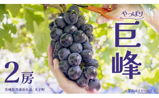 巨峰 ２房 (茨城県共通返礼品：大子町) ぶどう 葡萄 ブドウ フルーツ 果物 スイーツ