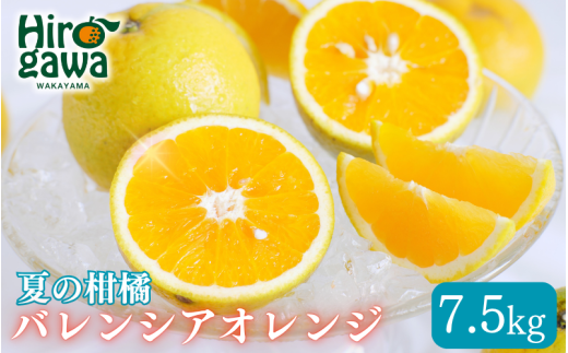 バレンシアオレンジ 家庭用 7.5kg+250g(痛み補償分) / みかん オレンジ 甘い 高級 和歌山 柑橘 ※7月中旬頃〜8月中旬頃 に順次発送 ※北海道・沖縄・離島への配送不可 【ikd027-c-7d5】 2191460 - 和歌山県広川町