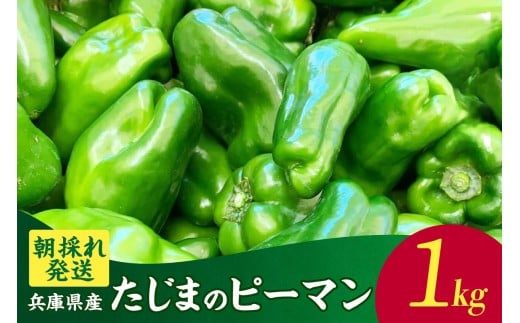 [朝採れ発送「たじまのピーマン」1kg]ご入金確認後、順次発送予定 野菜 ピーマン たじま たじまピーマン 新鮮 サラダ 野菜 おかず 詰め合わせ 絶品 お取り寄せ 美味しい 料理 おうちごはん 新鮮 ピーマン肉詰め おすすめ 返礼品 ふるさと納税 兵庫県 香美町 村岡 むらおか夢アグリ 6000円 41-26