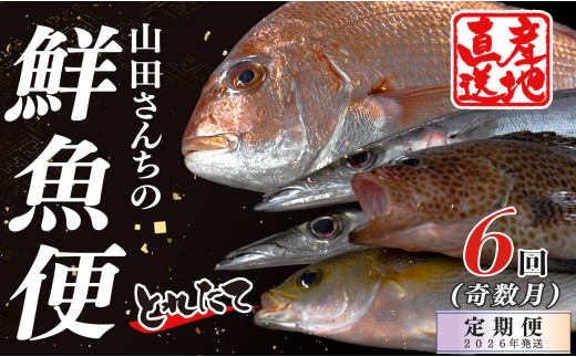 【定期便6回】山田さんちの鮮魚便（奇数月）