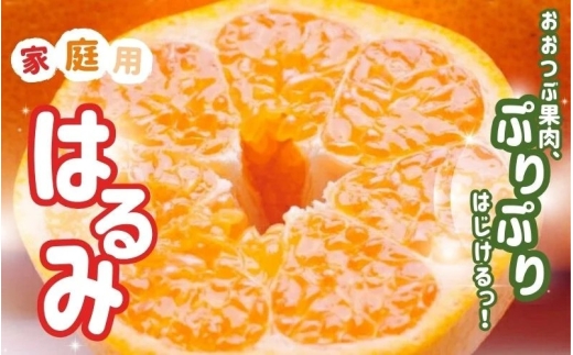 ＜2月より発送＞【先行予約】家庭用はるみ2.5kg+250g（傷み補償分）【デコポンの姉妹品種・新食感春みかん】【光センサー選別】【わけあり・訳あり】【ikd228】 2191916 - 和歌山県古座川町