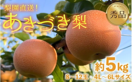 【先行予約】上野梨園のあきづき梨 5㎏箱入り（8～12玉入）/ 梨園直送【上野の梨】 / 期間限定 果物 フルーツ 農家直送 シャキシャキ もぎたて 旬 お取り寄せ ※2025年9月下旬より順次発送 [aw077-a009] 2192601 - 福井県あわら市