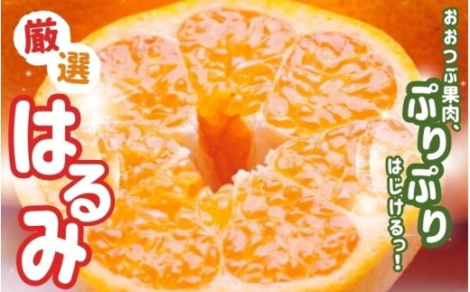 【先行予約】＜2月より発送＞厳選はるみ1kg+250g（傷み補償分）【デコポンの姉妹品種・新食感春みかん】【光センサー選別】 ※北海道・沖縄・離島への配送不可 フルーツ 果物 くだもの 柑橘【ikd141B】 2191895 - 和歌山県古座川町