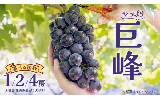 [選べる房数] 巨峰 1房 2房 4房 (茨城県共通返礼品:大子町) ぶどう 葡萄 ブドウ フルーツ 果物 スイーツ